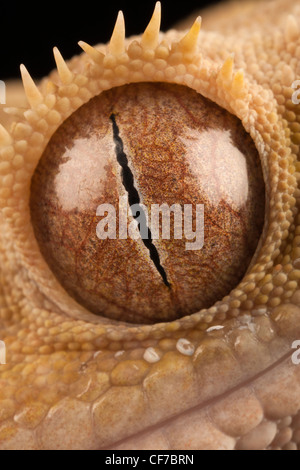 Close up of an eye from a New Caledonian Crested Gecko (rhacodactylus ciliatus). Also known as the Eyelash Gecko. Stock Photo