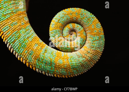 The tail of a Yemen (Veiled) Chameleon, chamaeleo calyptratus. Stock Photo