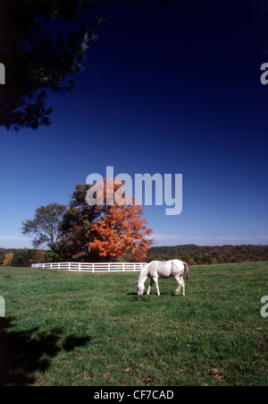 White horse in pasture with white fence and fall leaves. Stock Photo