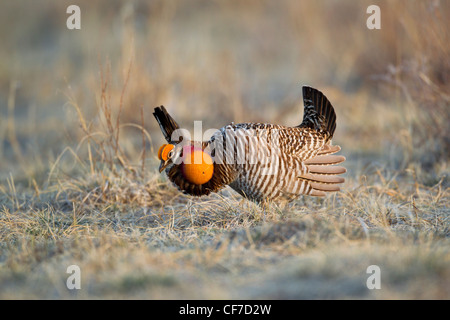 Male greater prairie chicken on lek in spring Stock Photo