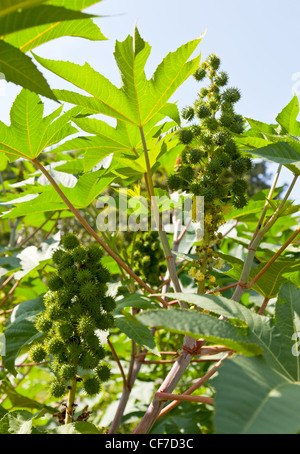 Biodiesel is produced from the seed pods of castor bean plants Stock Photo