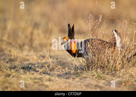 Male greater prairie chicken on lek in spring Stock Photo