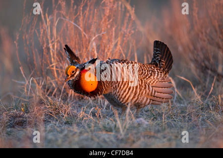 Male greater prairie chicken on lek in spring Stock Photo