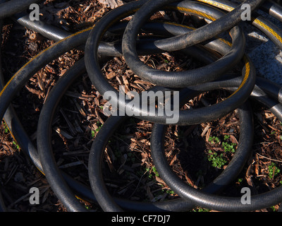 Coiled black garden hose Stock Photo