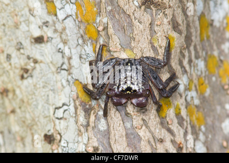 Mangrove Tree Crab (Aratus pisonii) Stock Photo