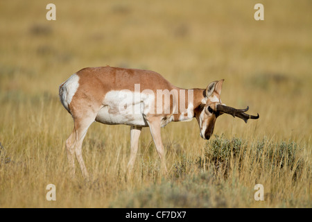 A male pronghorn, or American antelope, in Yellowstone National Park ...