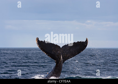 Blue whale diving in St Lawrence river at Tadoussac, Quebec, Canada Stock Photo
