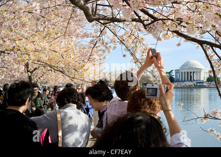 Visitors; tourists taking pictures of cherry trees in peak bloom and the Jefferson Memorial at the Tidal Basin in Washington DC Stock Photo