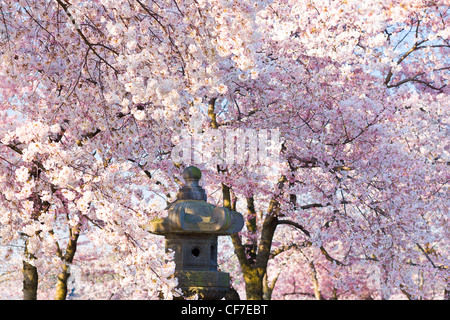 The Japanese Lantern symbol of Japanese American friendship with pink cherry blossom in spring. National Festival Washington DC Stock Photo