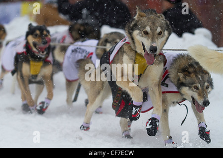 Dog team in Iditarod 2012 Ceremonial start. Stock Photo