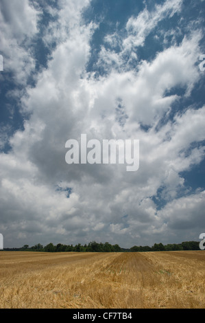 Puffy clouds and blue sky overlooking farmland of grain producer on eastern shore of Maryland Stock Photo