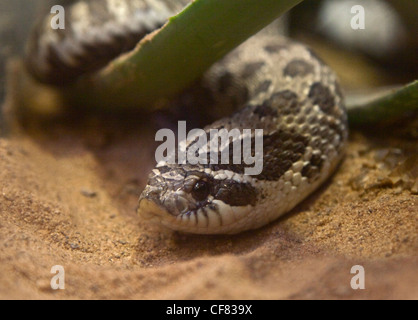 Western Hognose Snake (heterodon nasicus) Stock Photo