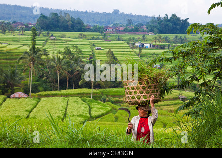 Indonesia, Asia, Bali Island, Sawah Jatiluwih, agriculture, Rice terraces, Farmer, terraces, rice, exotic, traditional Stock Photo