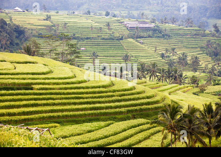 Indonesia, Asia, Bali Island, Sawah Jatiluwih, agriculture, Rice terraces, terraces, rice, exotic, traditional, green, colourful Stock Photo