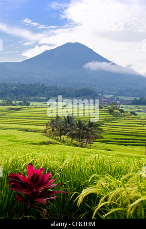 Indonesia, Asia, Bali Island, Sawah Jatiluwih, agriculture, Rice terraces, terraces, rice, exotic, traditional, green, colourful Stock Photo