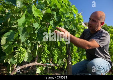 A farmer tending his vines at a vineyard and orchard in Gozo in Malta. Stock Photo
