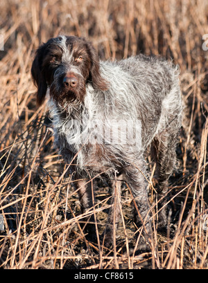 A German Wired Haired Pointer dog stood in a field Stock Photo