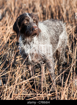 A German Wired Haired Pointer dog stood in a field Stock Photo