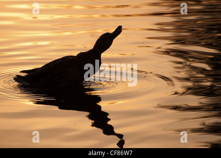Mallard at sunset, WWT London Wetland Centre, UK Stock Photo