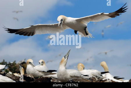 Gannet flying over colony, Bass Rock, UK Stock Photo