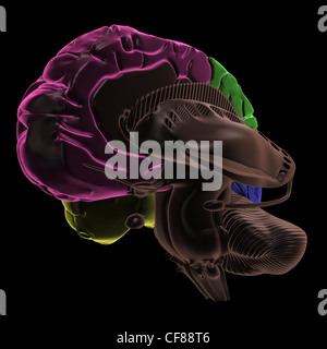 Colored areas of the Brain inside right-Hemisphere, three-quarter view Stock Photo