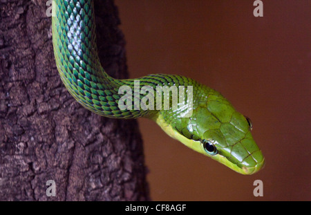 Red Tailed Green Rat Snake (gonyosoma oxycephalum) Stock Photo