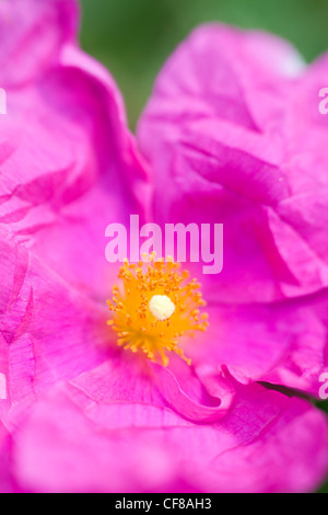 Close up of Cistus Rock Rose Flower 'Sunset' Stock Photo