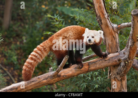 Red panda walking on log between trees-Note-Captive subject. Stock Photo