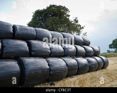 Bales Wrapped in Black Plastic on Farm Stock Photo