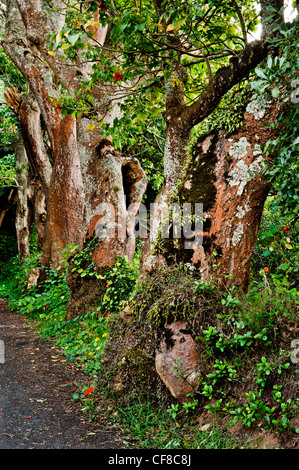 St Helena roadside scenery showing gnarled trees and nasturtiums growing wild Stock Photo