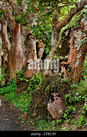 St Helena roadside scenery showing gnarled trees and nasturtiums growing wild Stock Photo