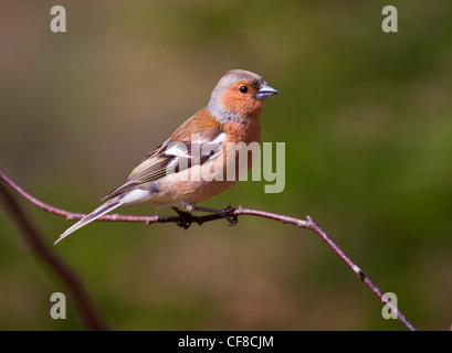 Male Chaffinch perched on branch in sunlight Stock Photo