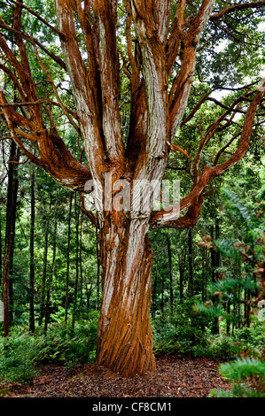 St Helena island South Atlantic Ocean Tree in  Clifford Arboretum Stock Photo