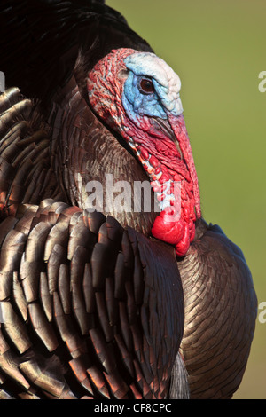 Rio-grande wild turkey in Texas Stock Photo