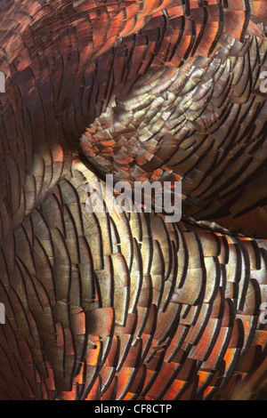 Rio-grande wild turkey in Texas Stock Photo