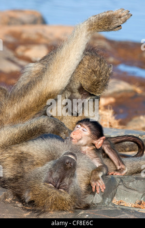 Chacma baboons, Papio cynocephalus ursinus, grooming with suckling baby, Kruger National Park, South Africa, Stock Photo