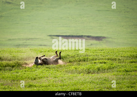 Zebra rolling in dry mud Stock Photo