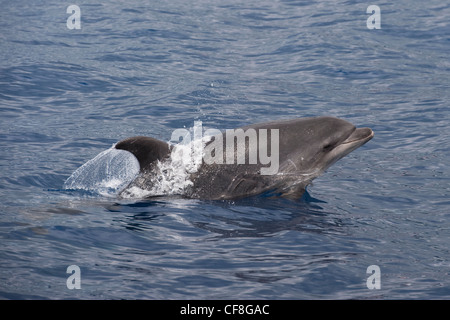 Common Bottlenose Dolphin (Tursiops truncatus) juvenile animal porpoising. Azores, Atlantic Ocean. Stock Photo