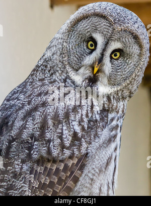 A great grey owl in a barn looks curiously at the camera Stock Photo