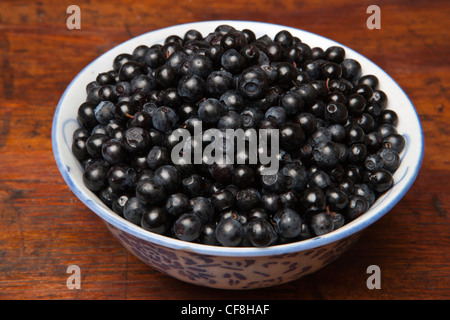 Fresh picked wild English foraged Bilberry - Vaccinium myrtillus - in a bowl on the kitchen table UK England - foraging Stock Photo