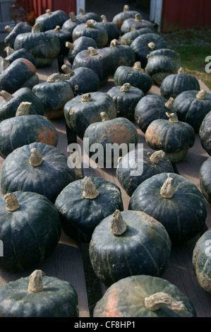 High-angle view of harvested buttercup winter squash at a farmstand in Maine. Stock Photo