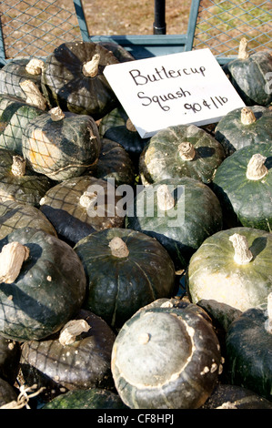 High-angle view of harvested buttercup winter squash at a farmstand in Maine. Stock Photo