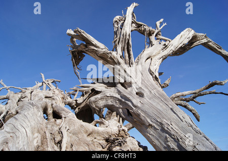 driftwood against blue sky Boneyard Beach Jacksonville Florida Stock Photo