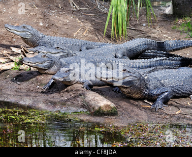 Group of American Alligators basking in the sun Stock Photo