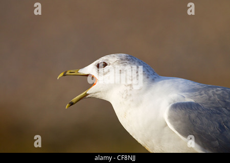 Common Gull Larus canus Calling Stock Photo