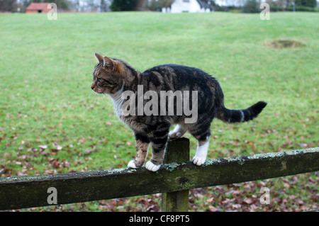 Cat balancing on top of fence post Stock Photo - Alamy