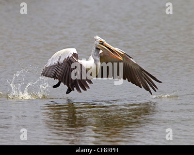 Spot-billed pelican taking off Stock Photo