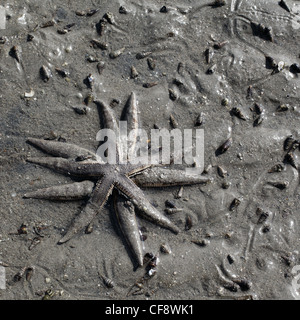 two starfishes on seabed in shallow water Stock Photo