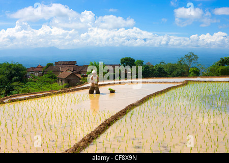 Selogriyo, Indonesia, Asia, Java, rice fields, rice, cultivation ...