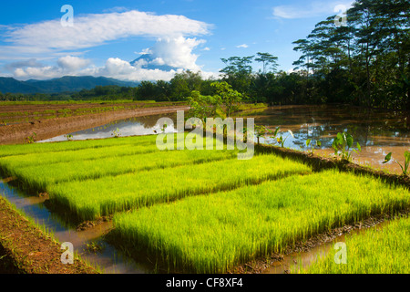 Sumbing, Indonesia, Asia, Java, rice fields, rice, cultivation ...